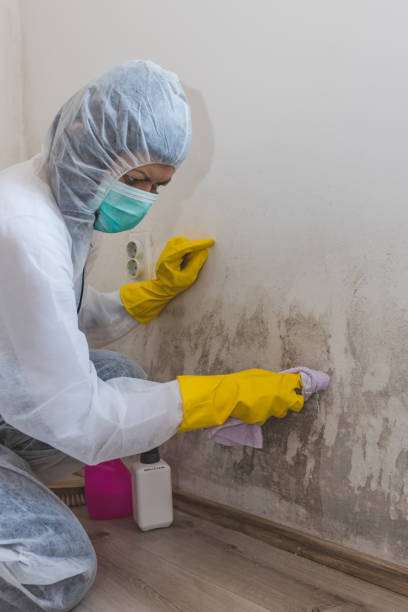 Best Basement Mold Removal  in , CO
