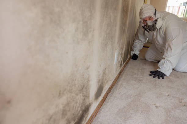 Best Crawl Space Mold Remediation  in , CO